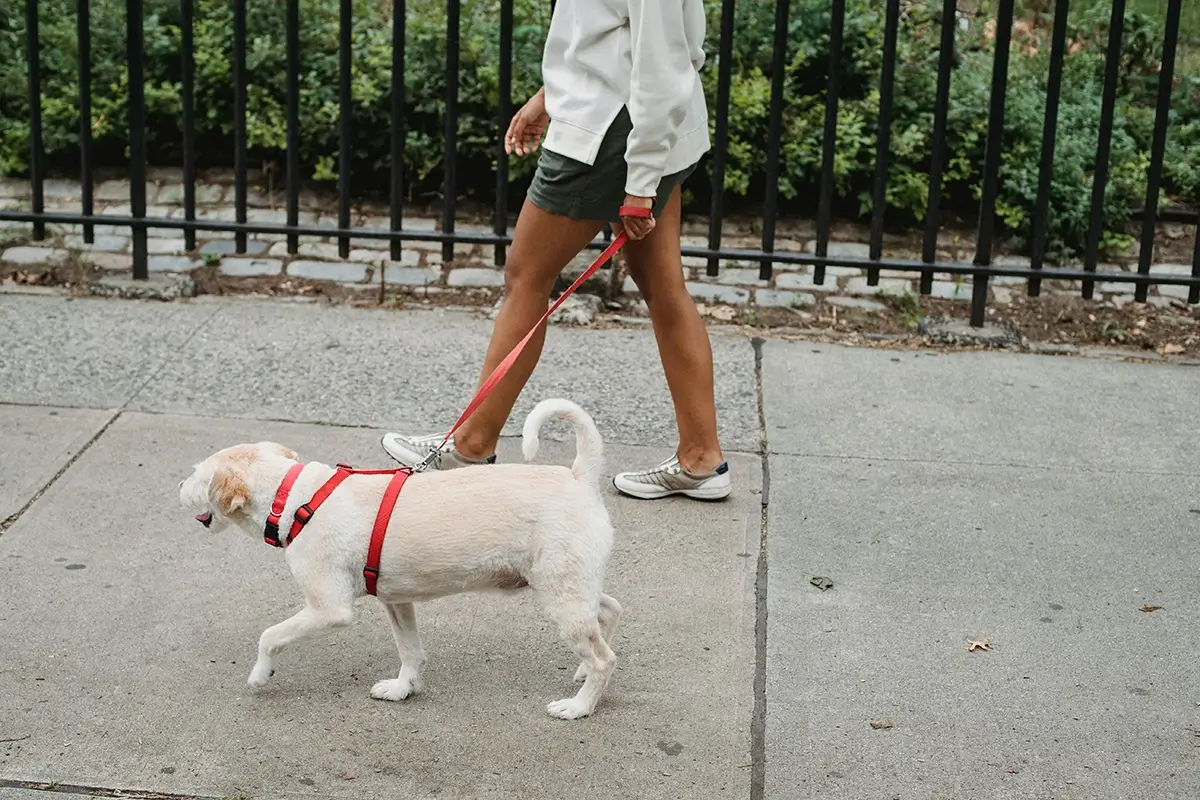 woman walking dog part of movement snacks for blood sugar