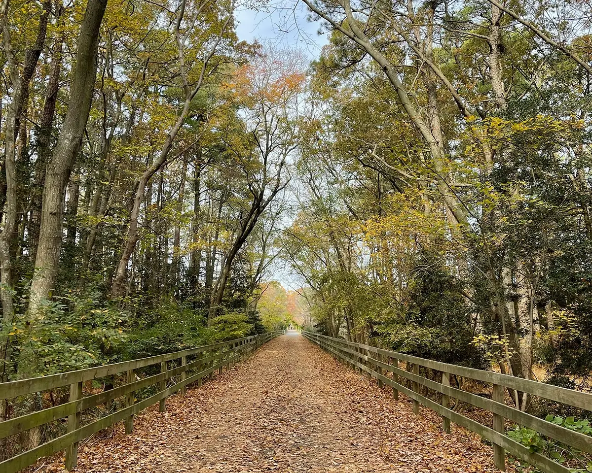 Photo of tunnel of trees in Rehoboth Beach, DE, for page on finding a registered dietitian in Delaware