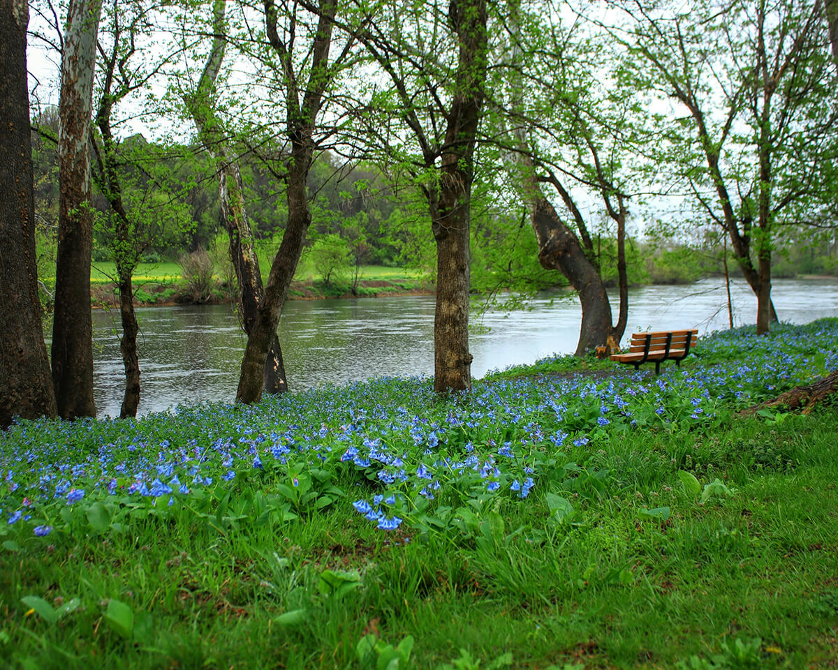 Bench in meadow by creek in Virginia